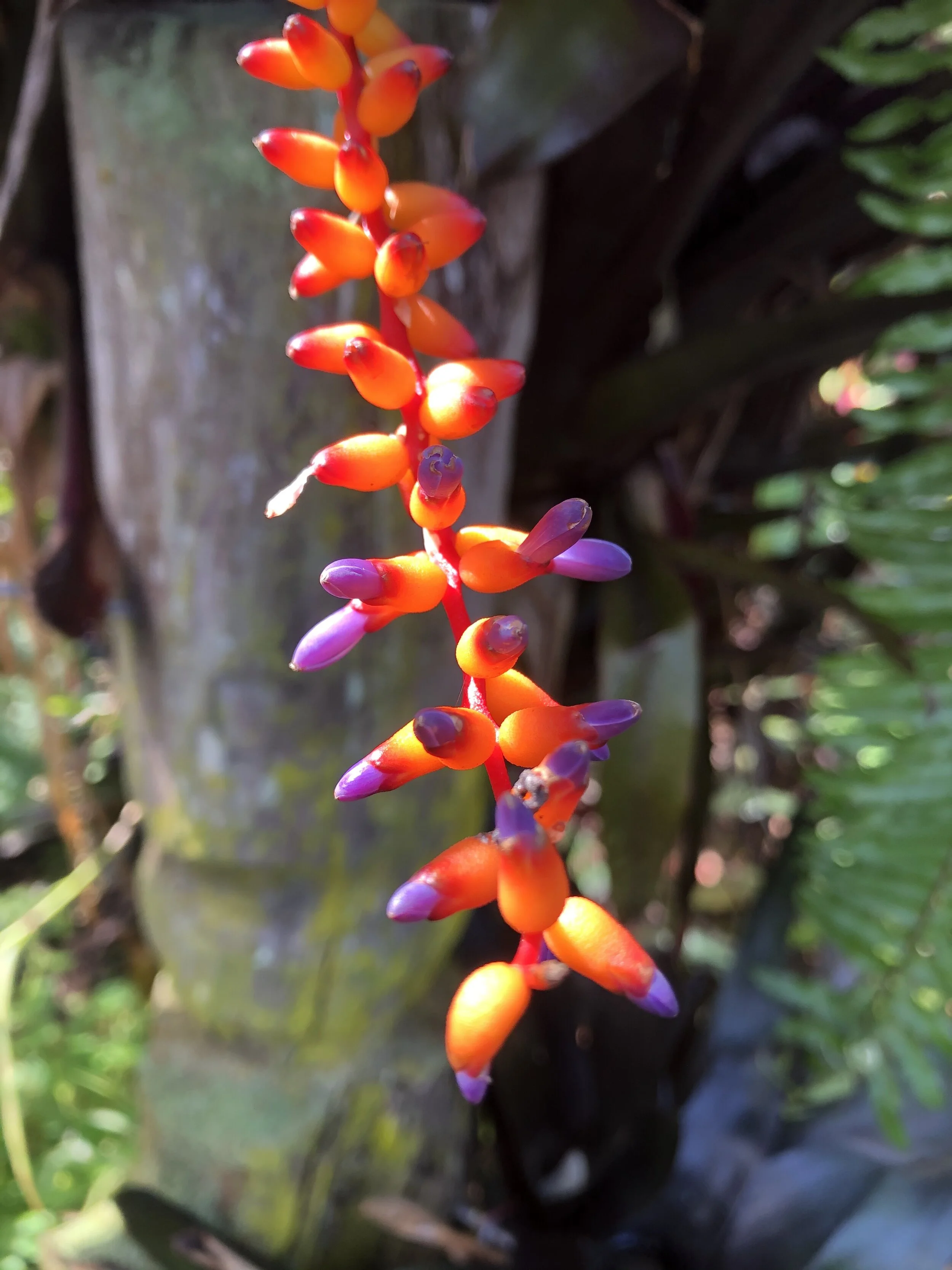 Aechmea fulgens v. discolor cv. 'Vin Rose' — Vintage Green Farms